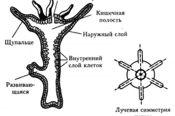 Блэк спрут в телеграмме